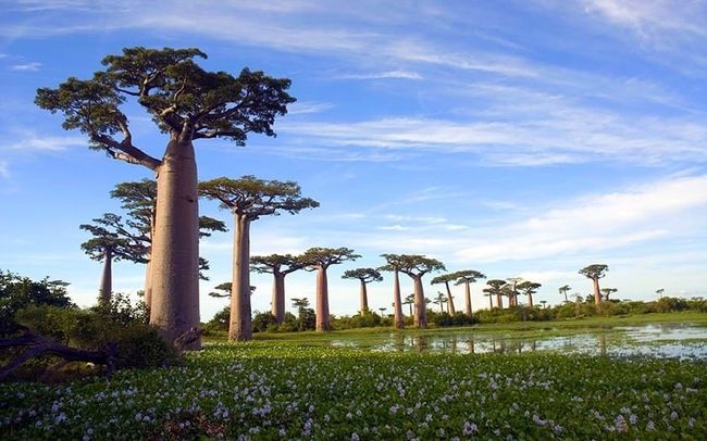 Baobab Tree