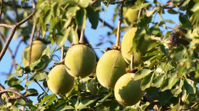 Baobab Fruit On Tree 