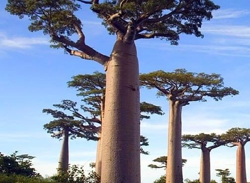 Baobab Tree 20150720143658